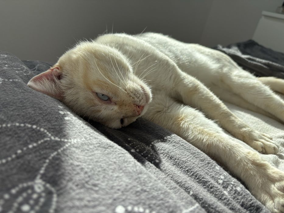 Gatinho para adoção