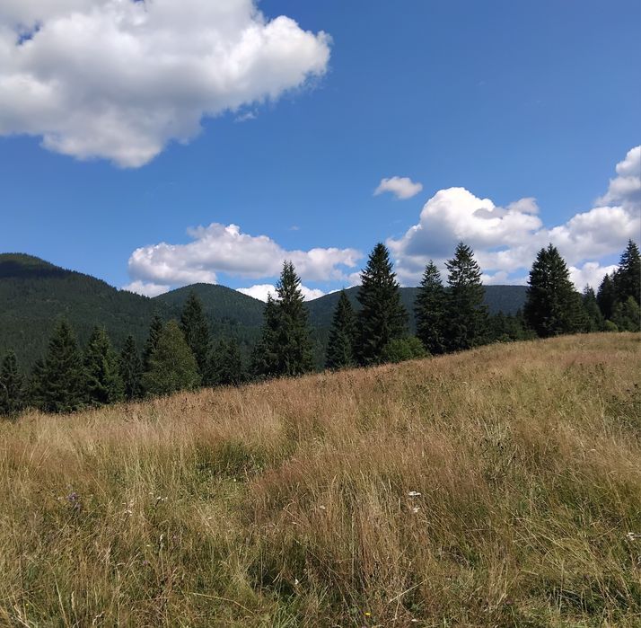 Відпочинок у Карпатах. Котедж "Під лісом".