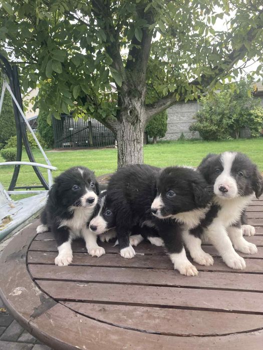 Pieski Border Collie