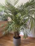 Palma areca  kwiatek domowy