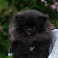 Pomeranian szpic miniaturowy mini chłopiec