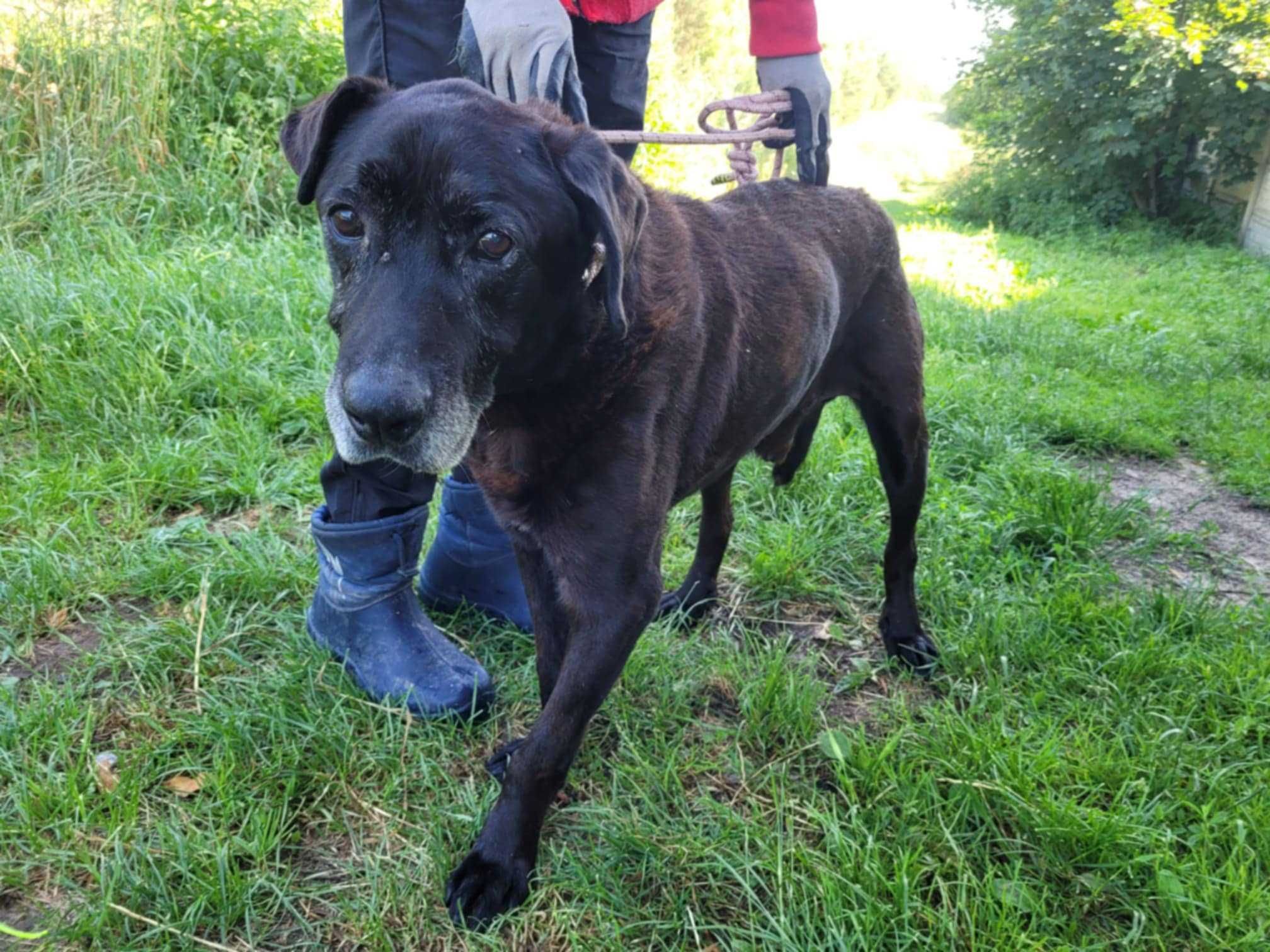Poczciwy, porzucony SENIOREK szuka domu !! Do adopcji !!