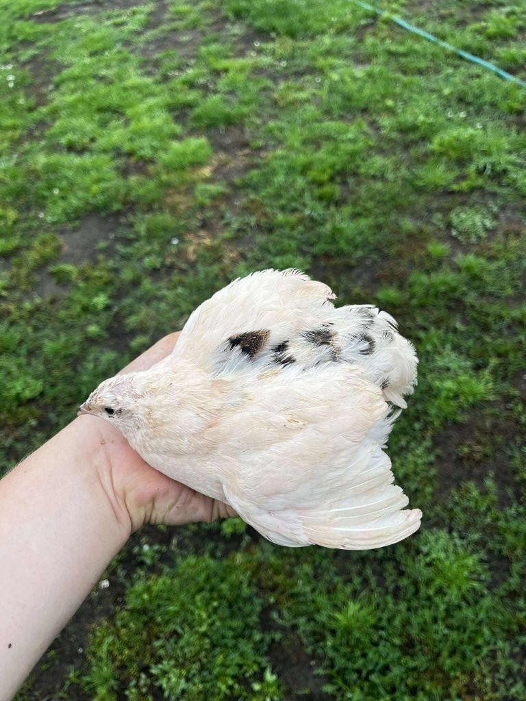 Jaja lęgowe przepiórek