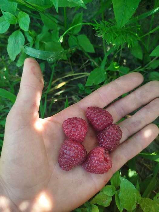 Саджанці малини полана, мапема, енросадіра
