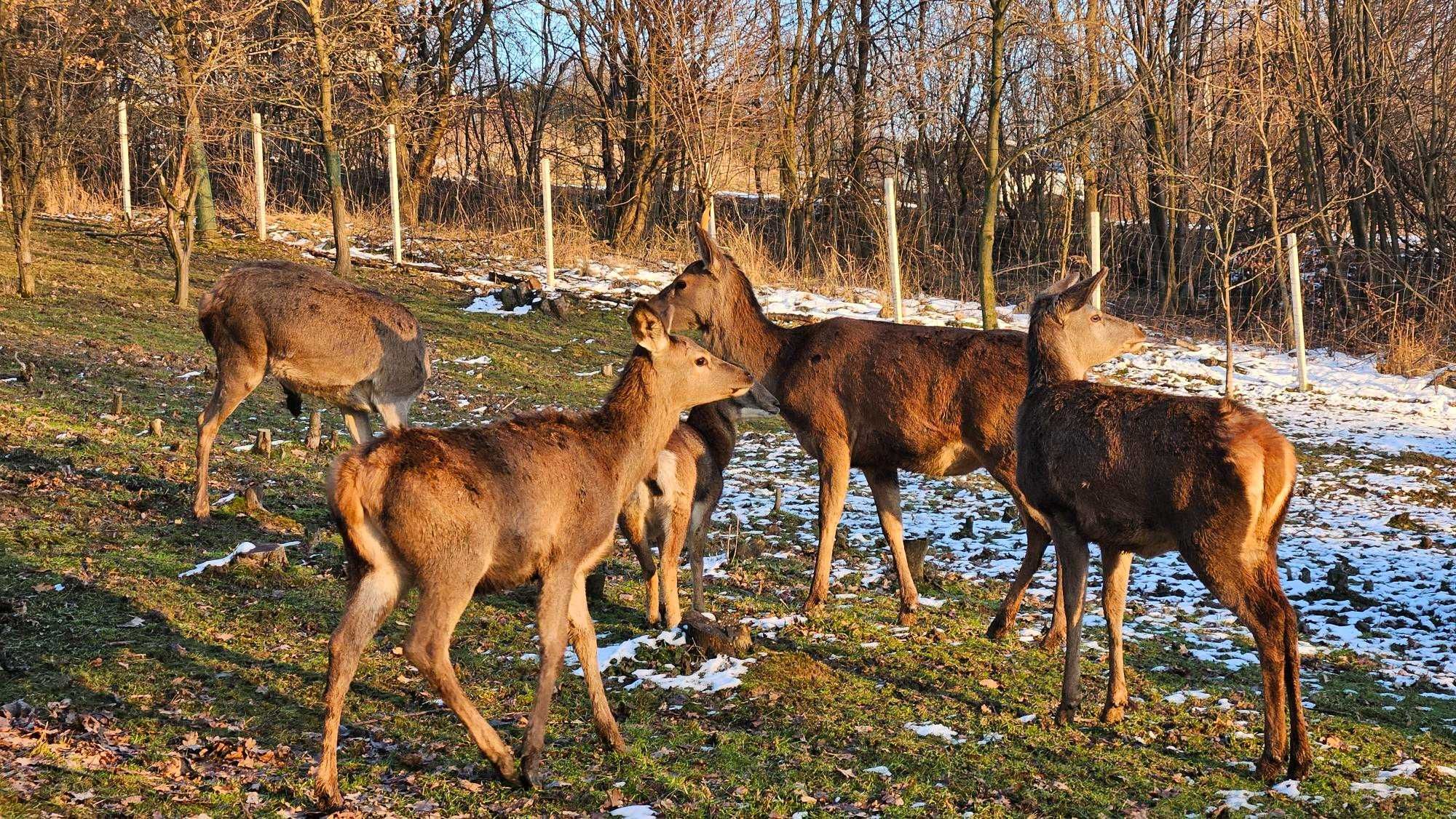 Jeleń Europejski sprzedam z domowej hodowli