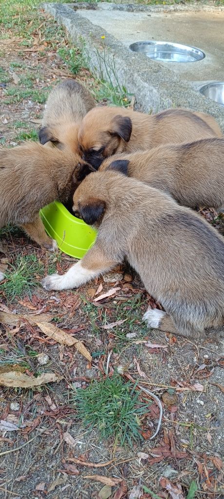 Cachorros para adoção responsável