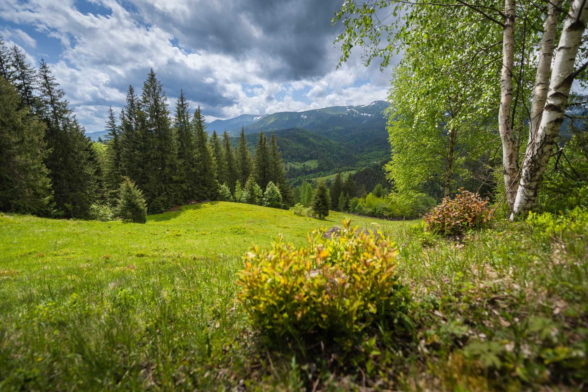 Земельна ділянка в с. Бистрець (Верховинска ОТГ) 313 сот