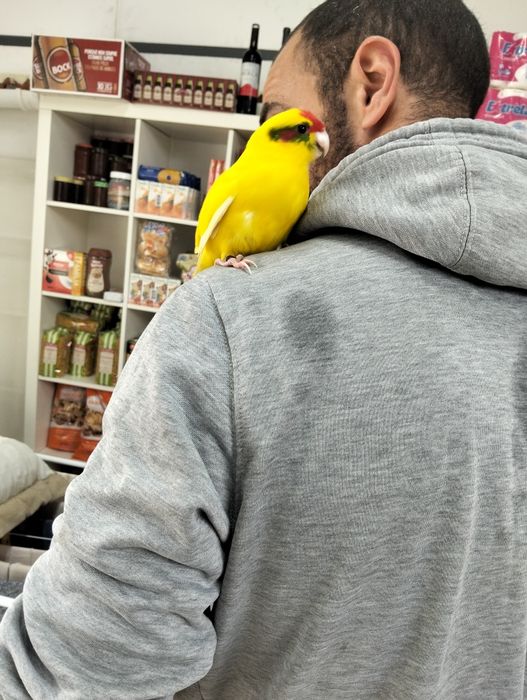 Cacariki domésticado