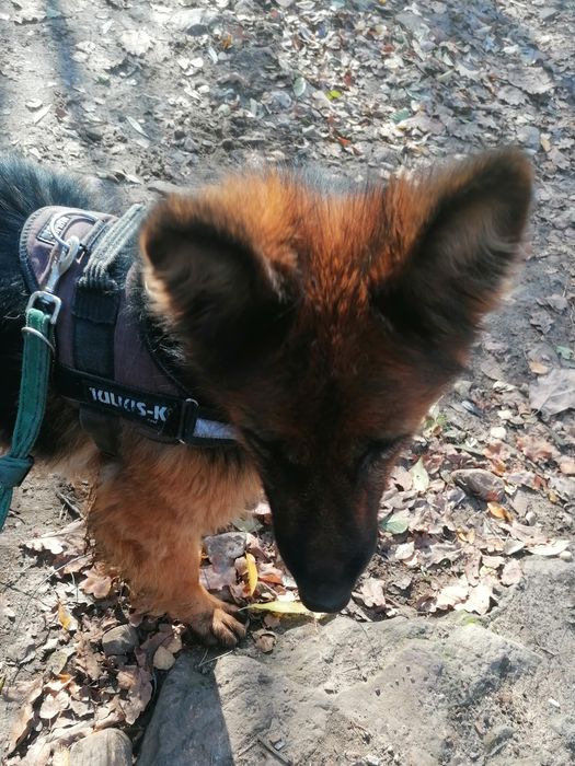 KIRA młoda suczka w typie owczarka niemieckiego szuka domu