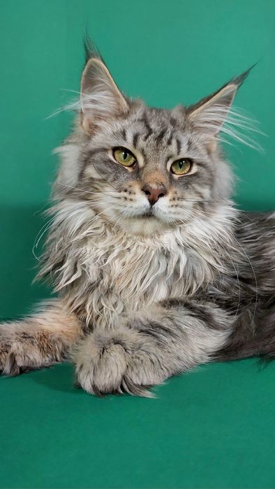 Хлопчик блакитний срібний мармур