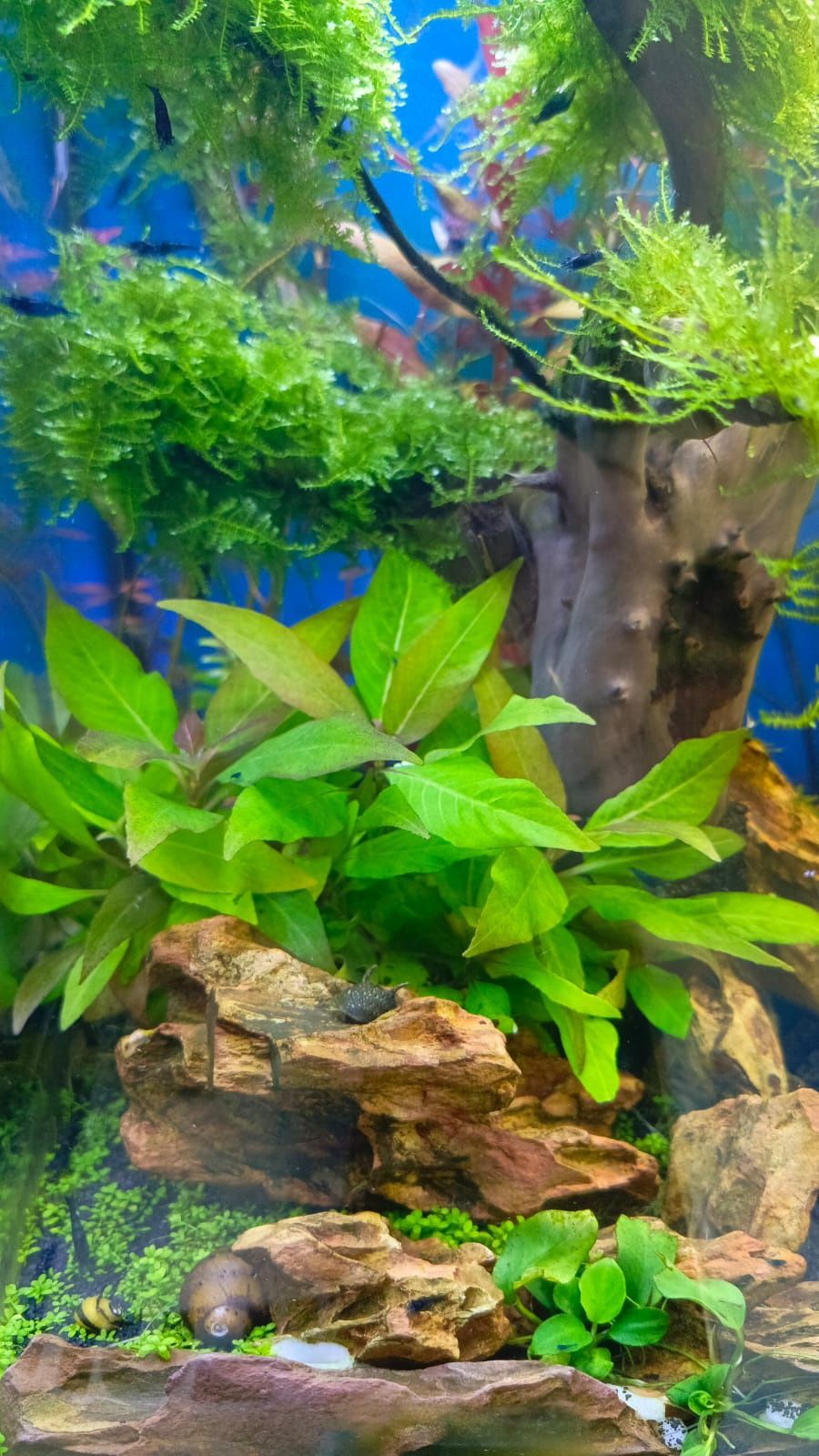 Hygrophila corymbosa "compacta" roślina do akwarium