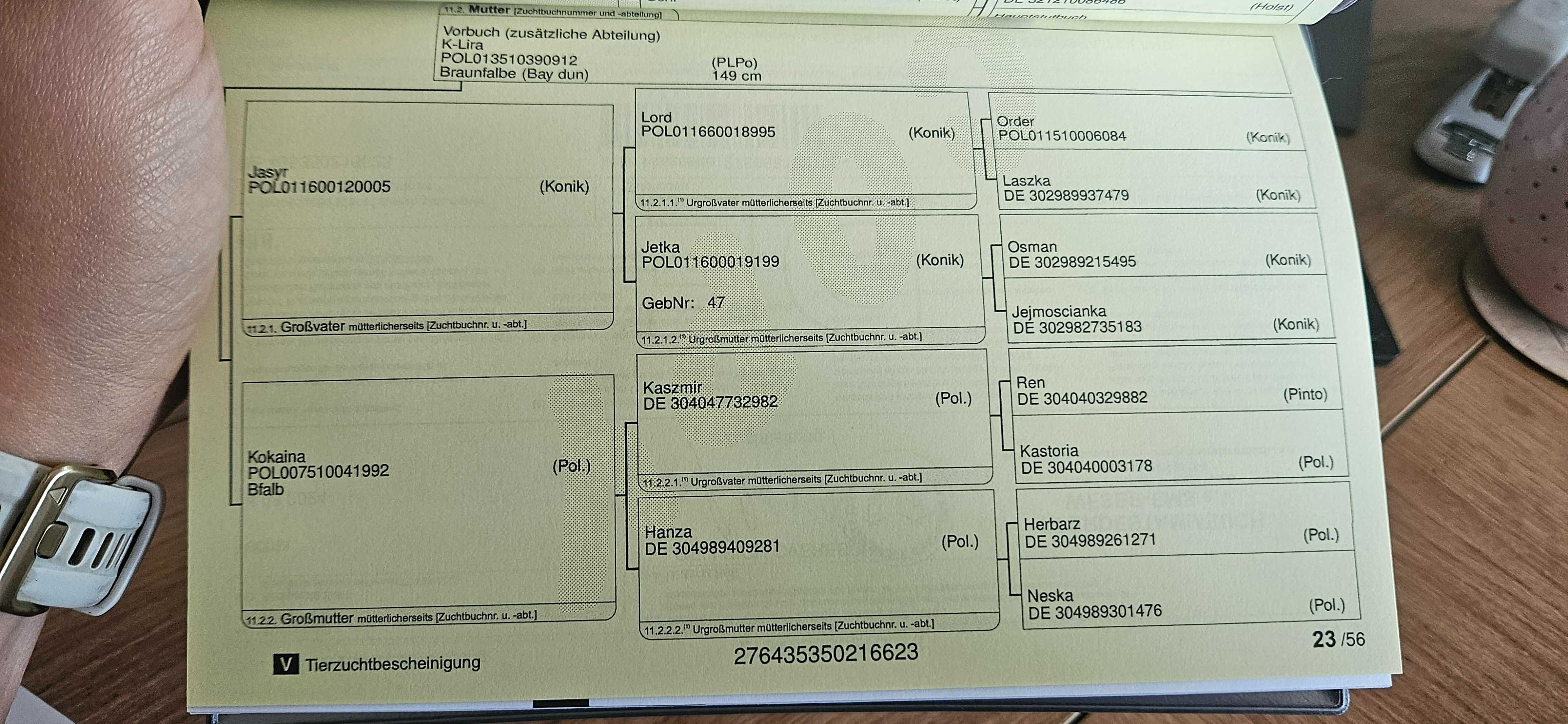 Dobry materiał na sportowca - bystre oko - Klacz