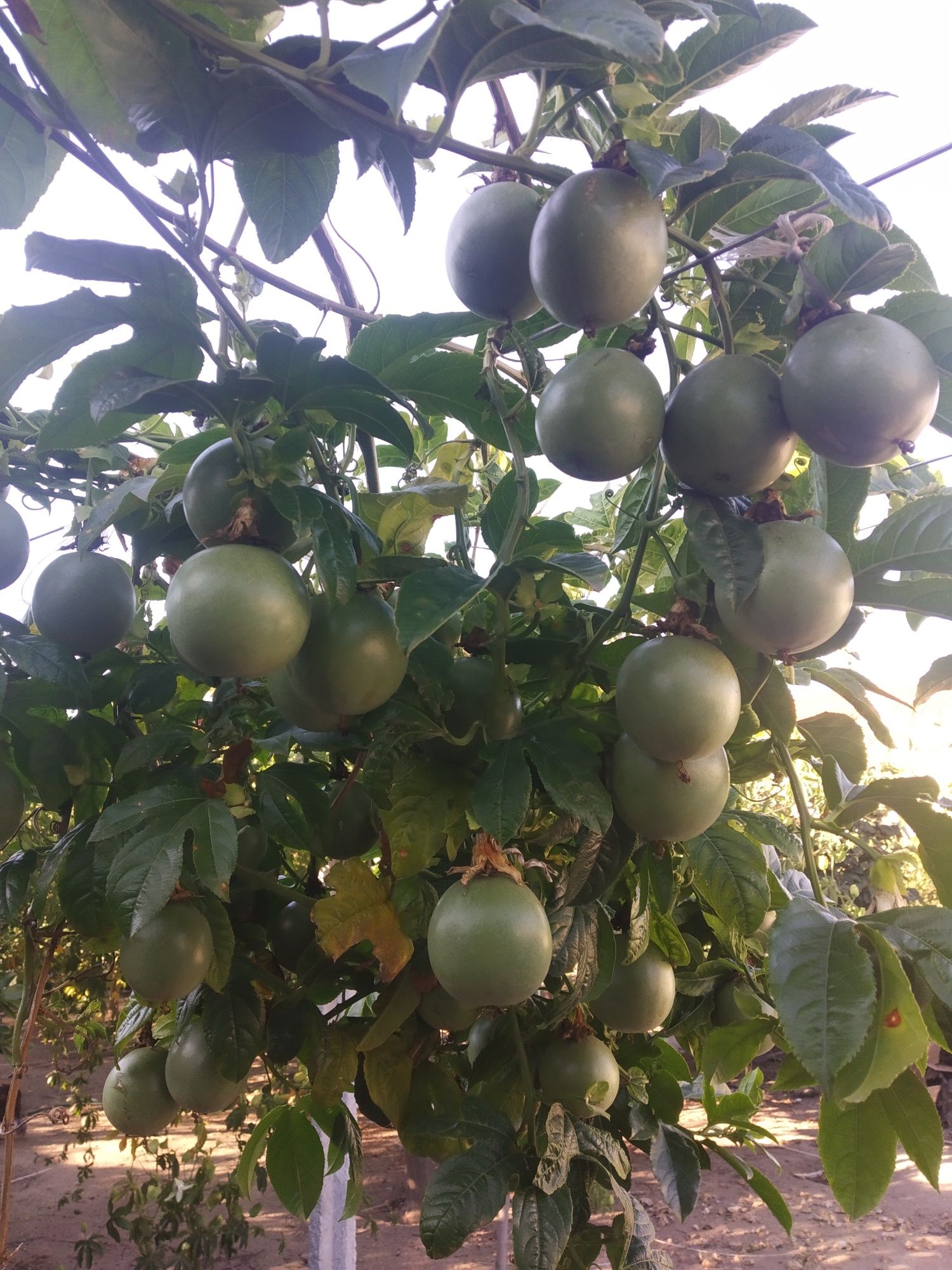 Plantas de Maracujá Roxo, Grande, Doce da Colômbia.