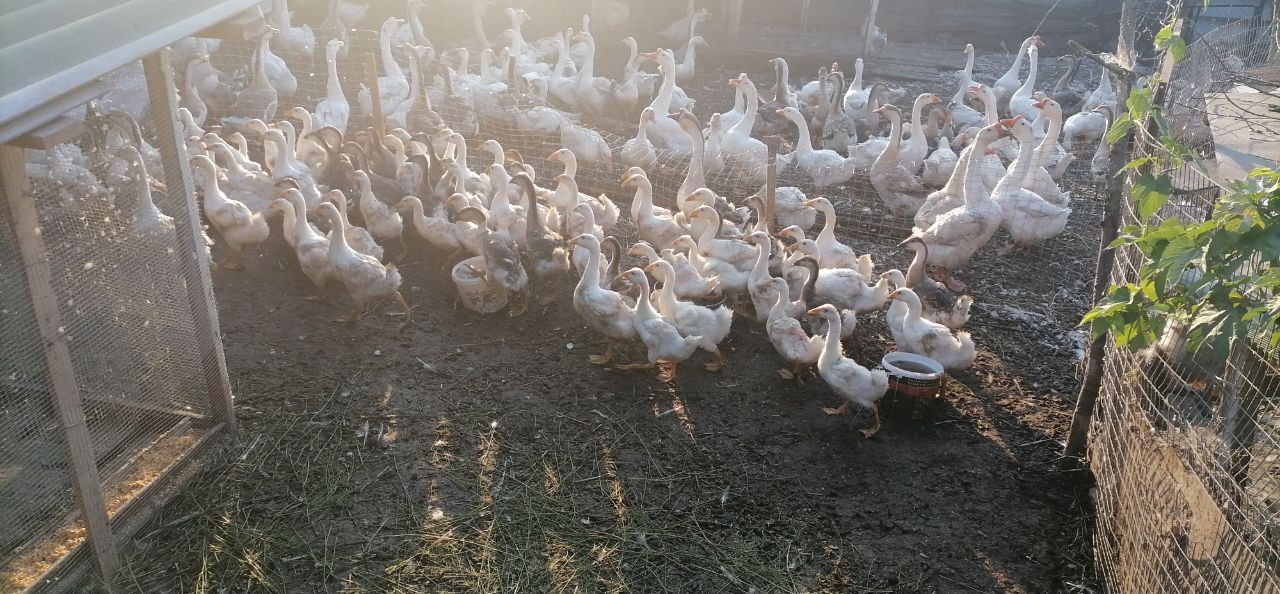 Продам гусей різного віку