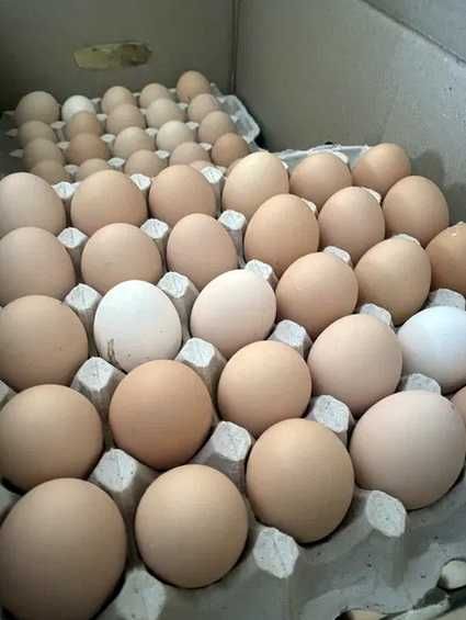 Яйця індика інкубаційні Бурбони з гарним імунітетом