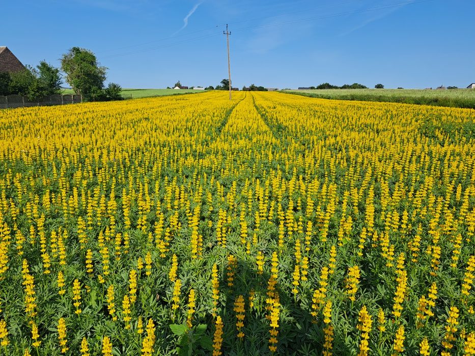 Łubin żółty Puma