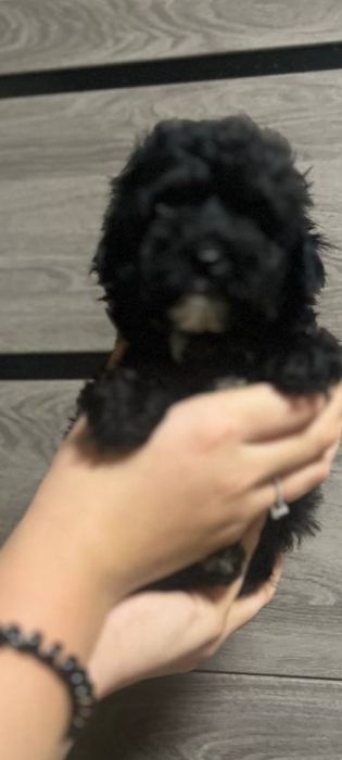Якiснi black Maltipy