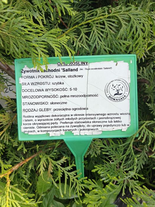 Żywotnik zachodni 'Salland', Thuja Salland, doniczka 100-110 cm.