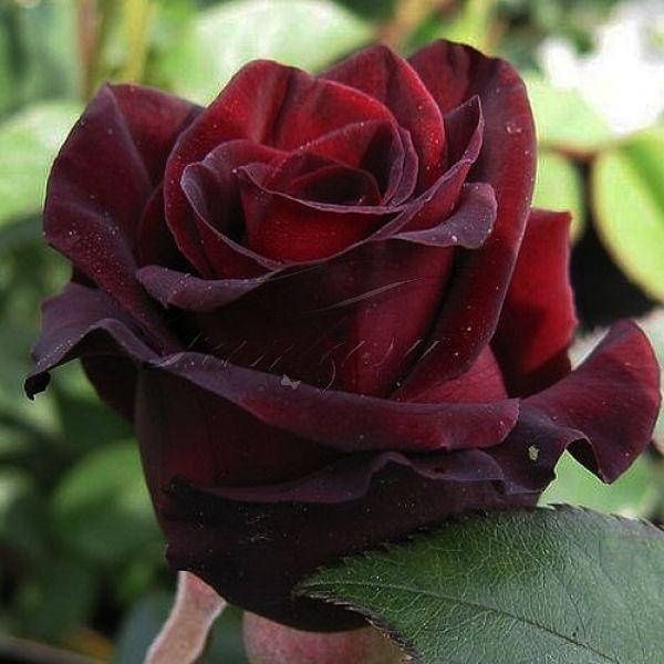Розы саженцы  зкс