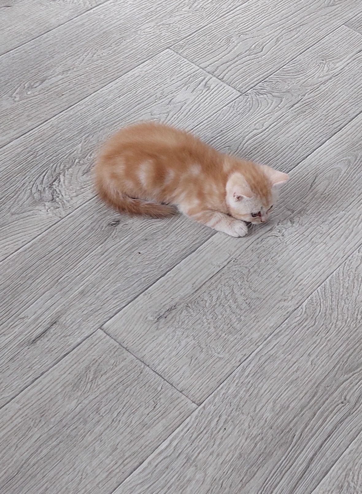Шотландские котята Скоттиш Фолд.Скоттиш Страйт
