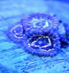 Zoanthus Stratosphera