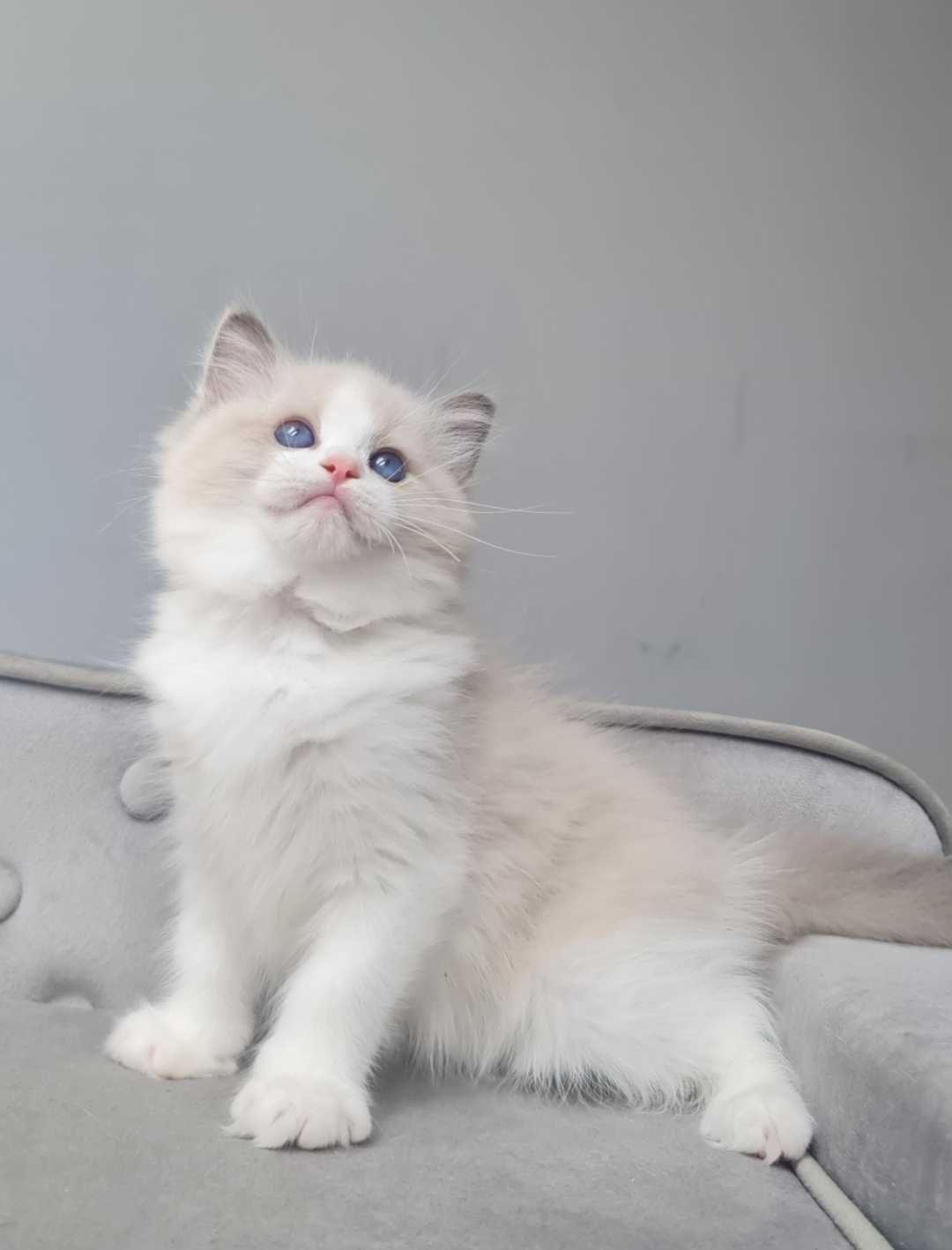 Kocurek Ragdoll Blue Bikolor