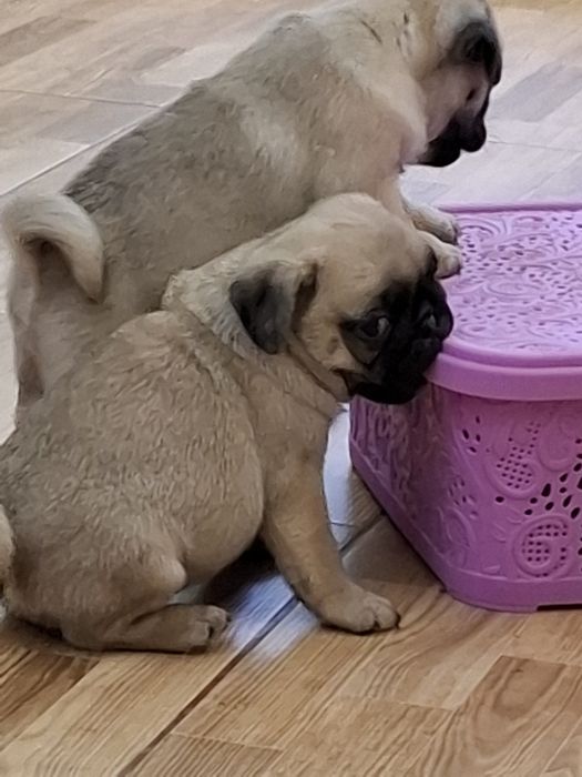 Мопсики девочки и мальчики