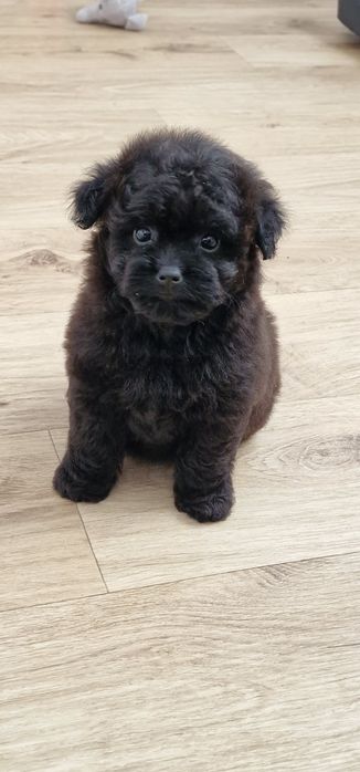 Pomapoo,  suczka,  czarna