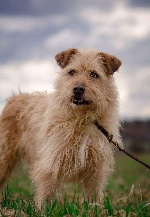 Groszek do pilnej adopcji