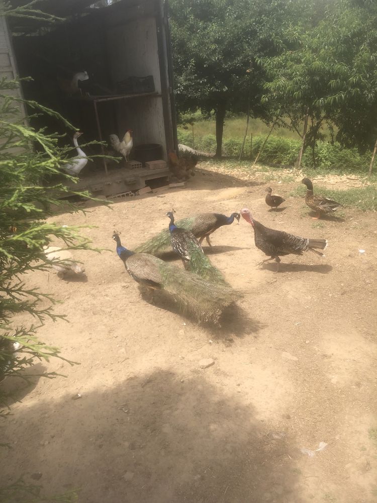 Vendo ou troco estes animais…