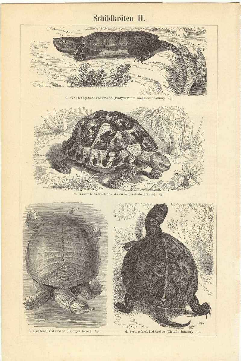 Żółwie  oryginalna XIX w. grafika