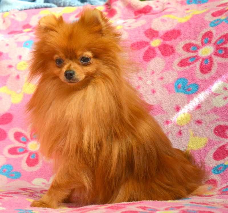 Szpic Miniaturowy Pomeranian mini suczka Emilka ZKwP FCI rodowód