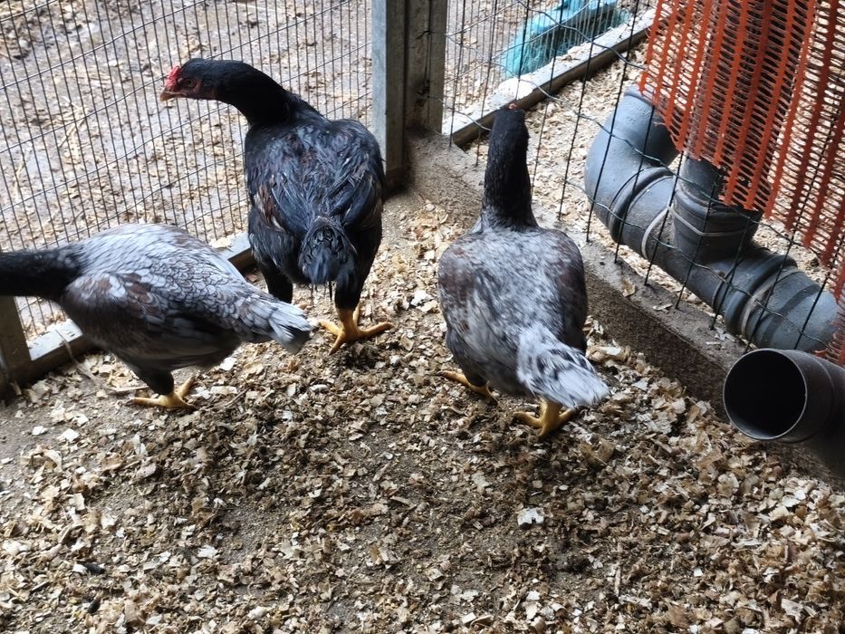 Galinhas de várias Raças