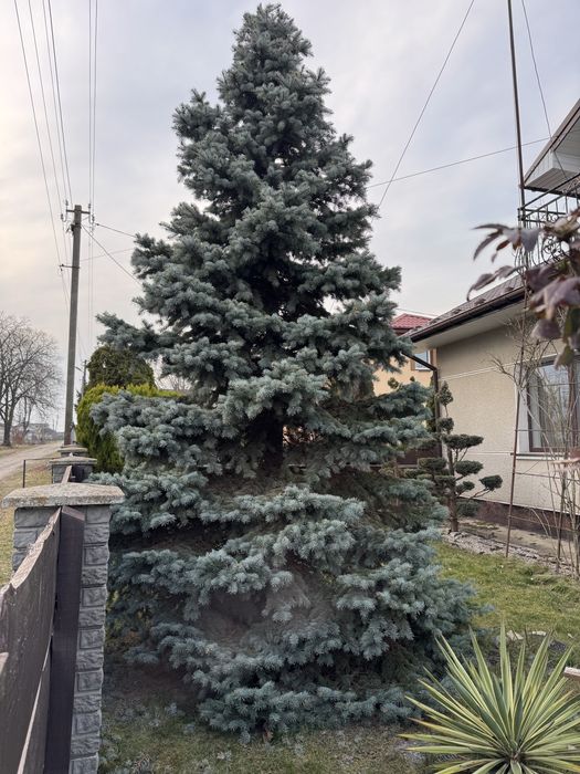 Ялинка 3 м висоти