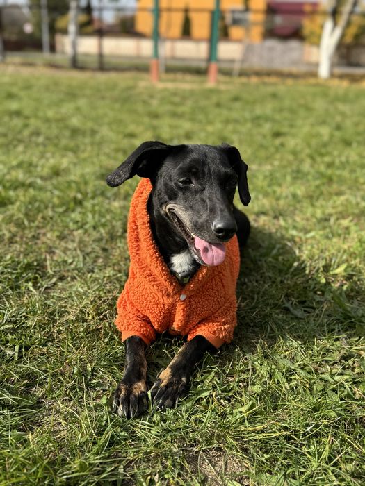 Собачка Пеппа шукає свій новий дім