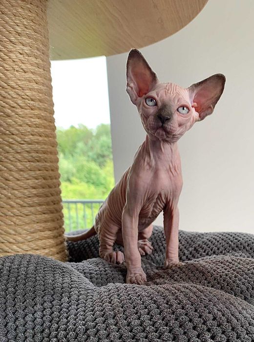 Милая, нежная голубая девочка канадский сфинкс.