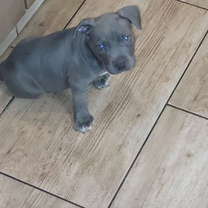 Gotowy do odbioru American staffordshire terier Amstaff Blue
