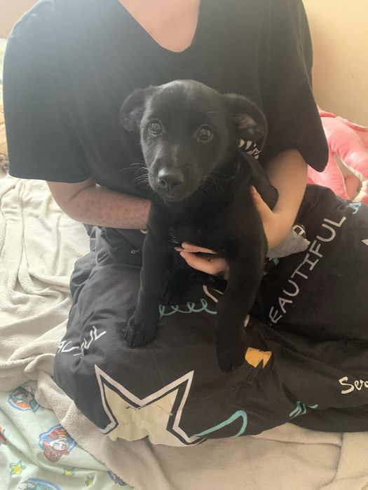 Oddam w dobre ręce 3 miesięcznego szczeniaka.Chętnych zapraszam do kon