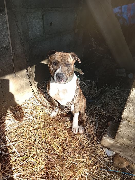 Adoção cão com um ano