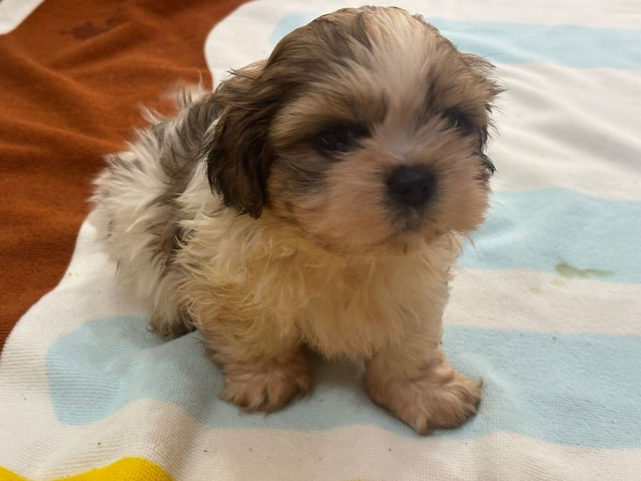 Shituzu macho de exelente linhagem