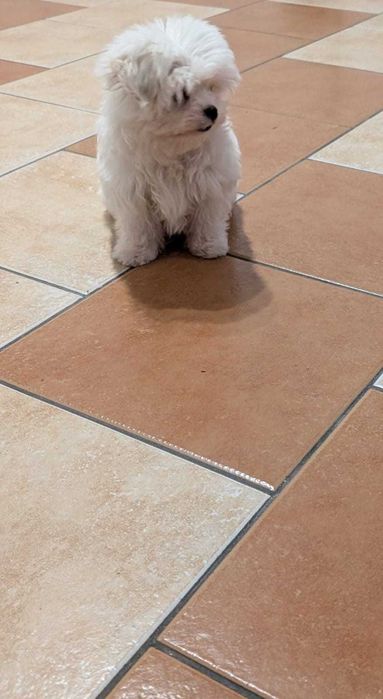 Maltańczyk miniaturka