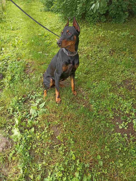 Доберман,Злучка..