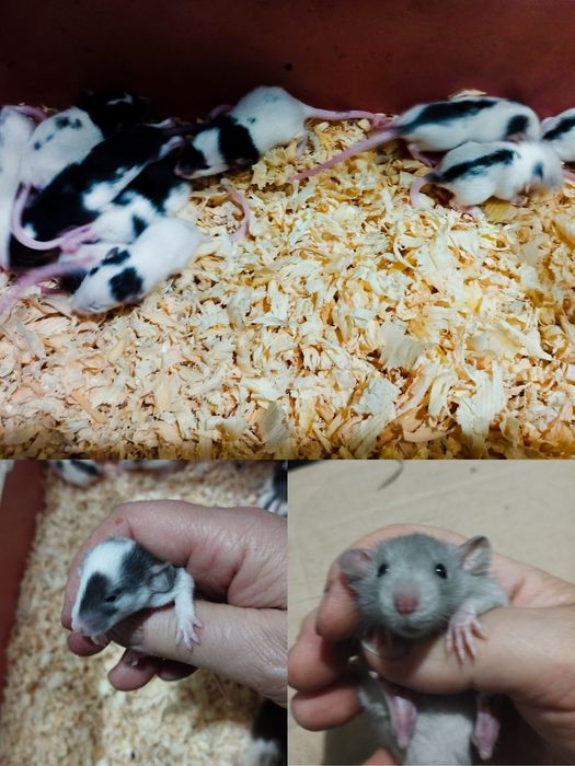 пацюки рідкісн голубіі криски білосніжно - голубі декоративні малиши п