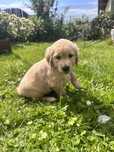 Jasnozłota suczka Golden Retriever
