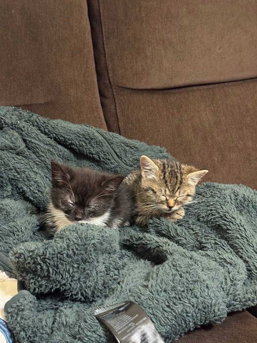 Котулі, 2 місяці, шукають дім