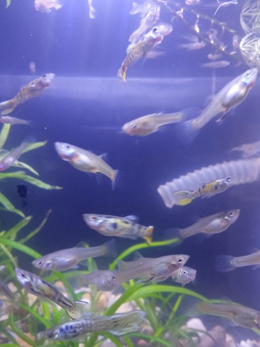 Witam sprzedam gupiki Englera