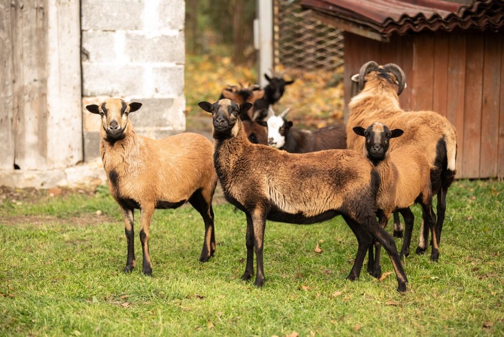 Owce kamerunskie owca baran kamerunskie REZERWACJA