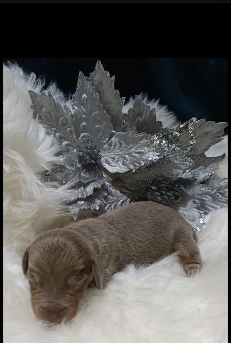 Teckel machinho mini Isabella tan