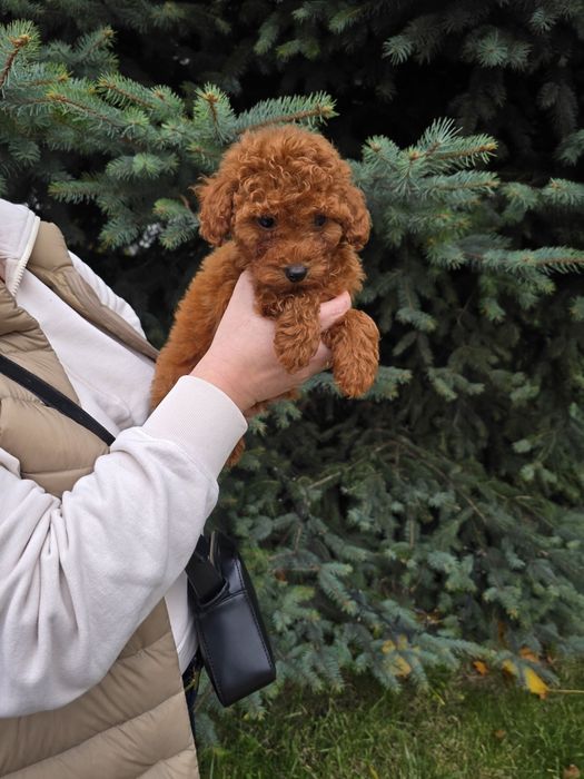 Хлопчики Той пуделя від китайських батьків