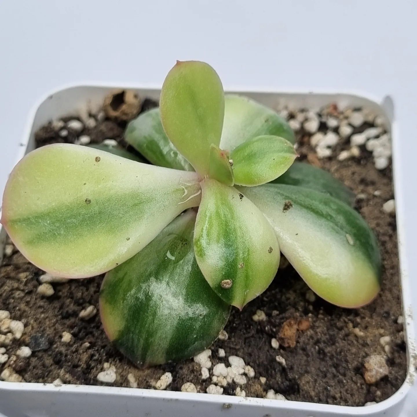 Ехеверія Примадона вар Ехеверія Echeveria Primadonna var